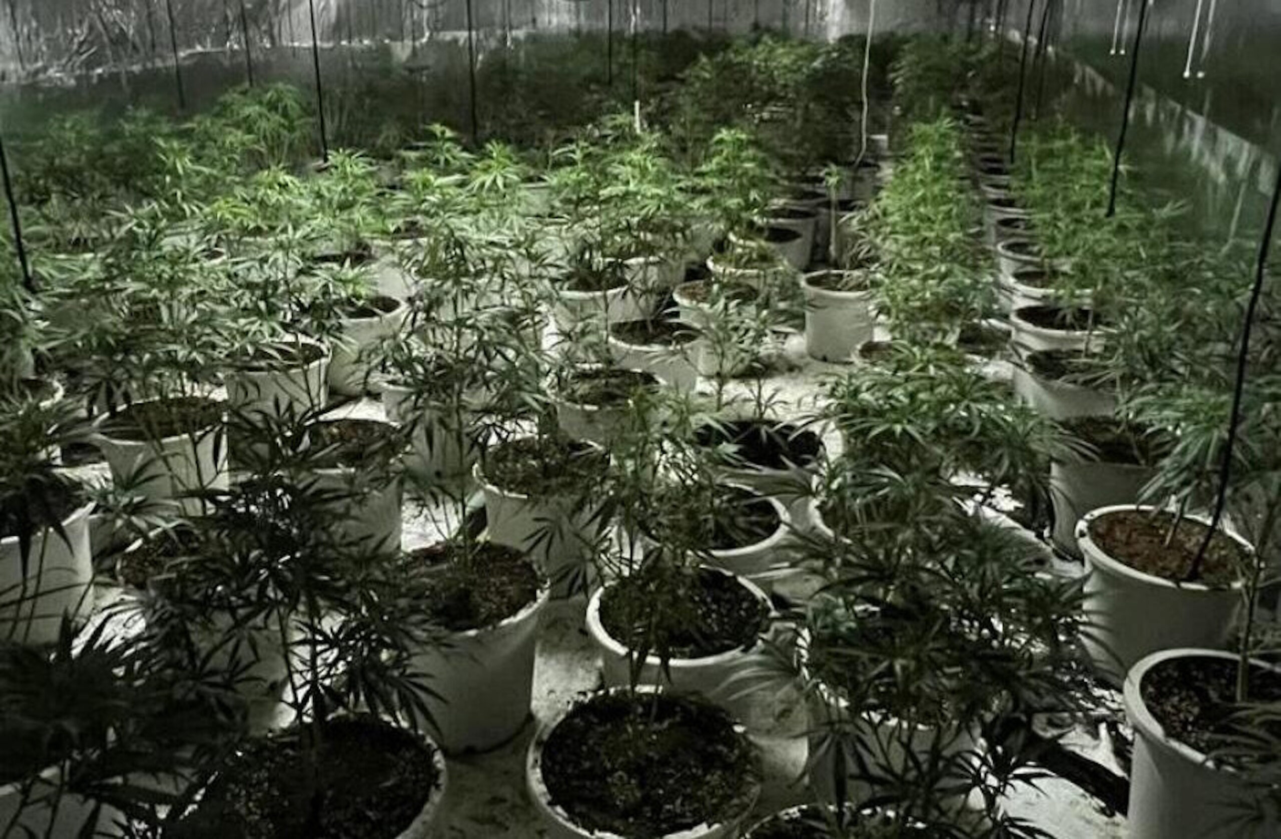 La plantació de marihuana (fotografia: Mossos d'Esquadra).