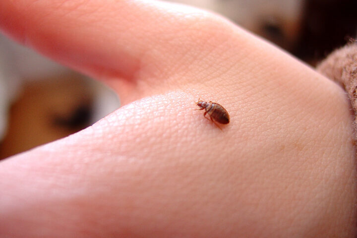 Una xinxa es passeja sobre la mà d'una persona (fotografia: British Pest Control Association)