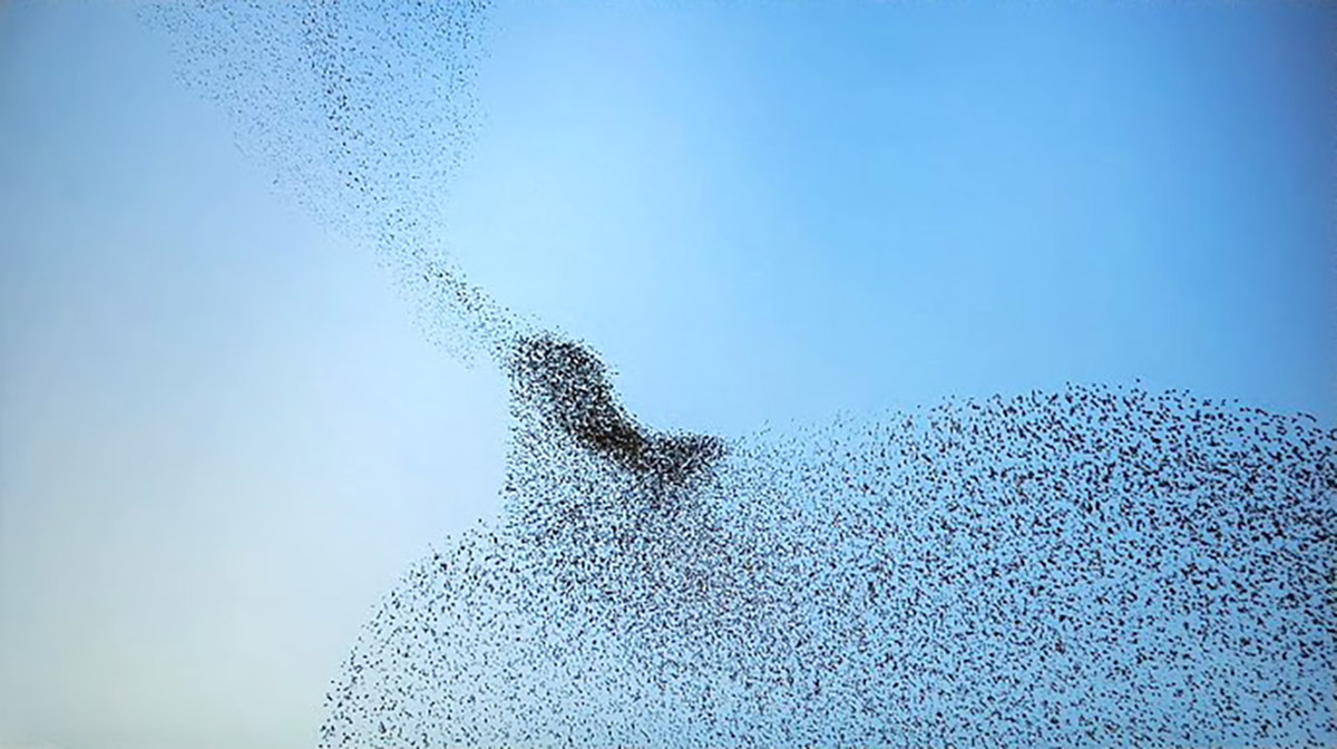 Fotografia: Xavier Marrades.