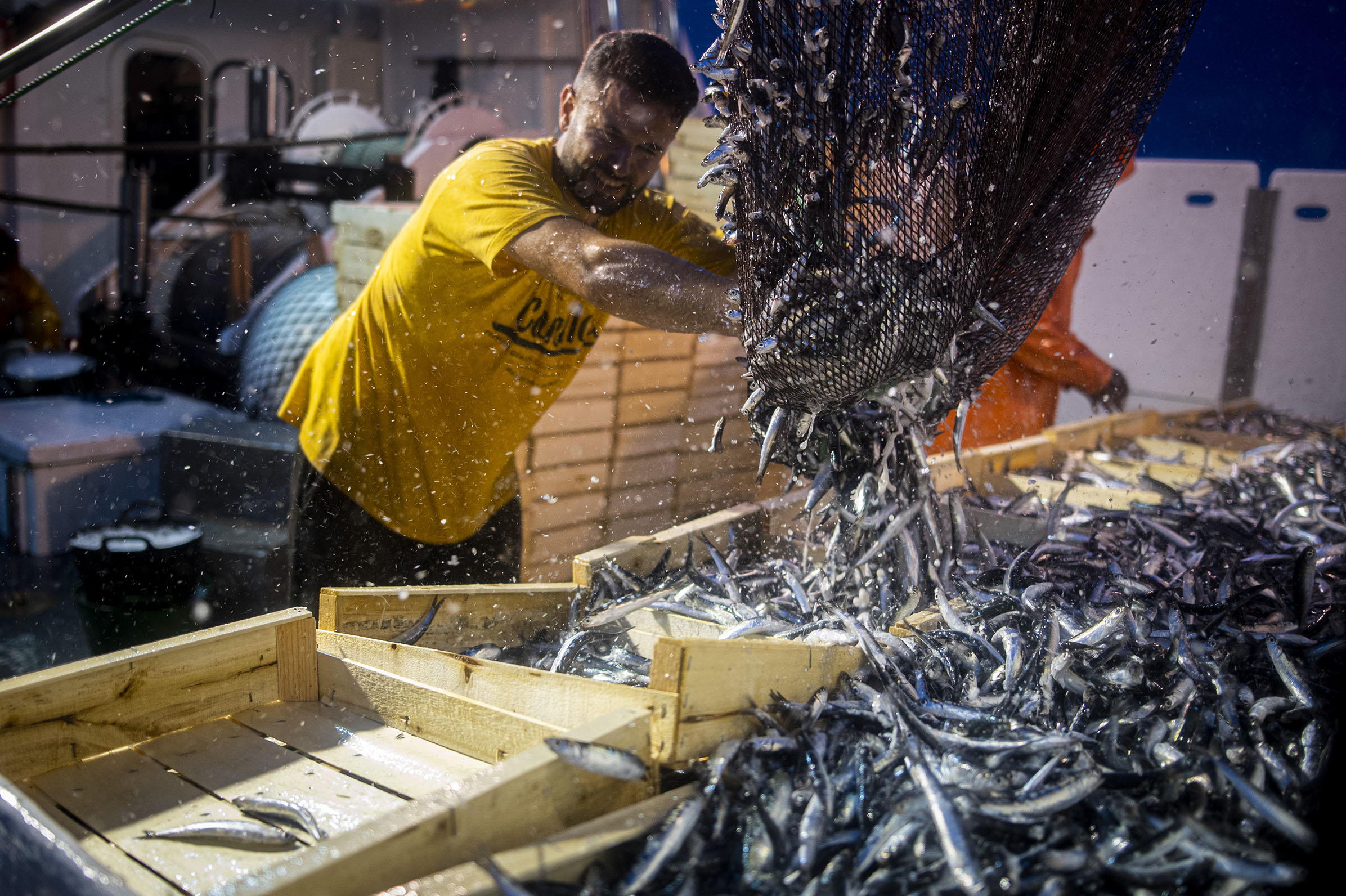 Gerard Benavides col·loca amb esforç els seitons, encara vius, en caixes de fusta per vendre'ls aquest matí a la llotja (fotografies d’Andreu Esteban).