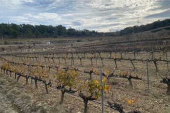 Vinya de la família Llopart, a Subirats (l'Alt Penedès).