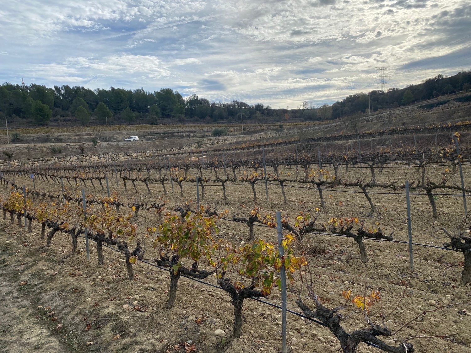 Vinya de la família Llopart, a Subirats (l'Alt Penedès).