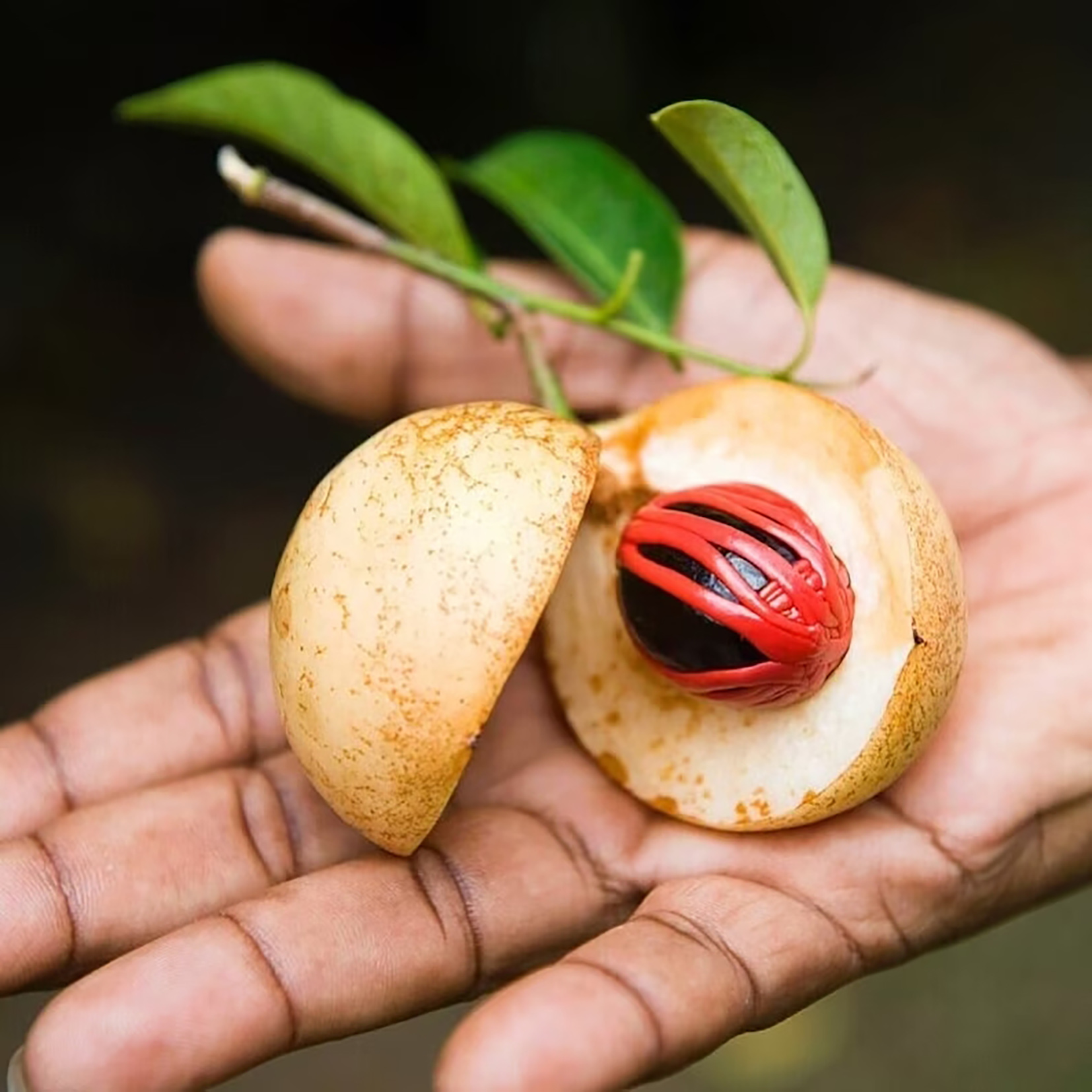 La valuosa nou moscada del segle XVII.