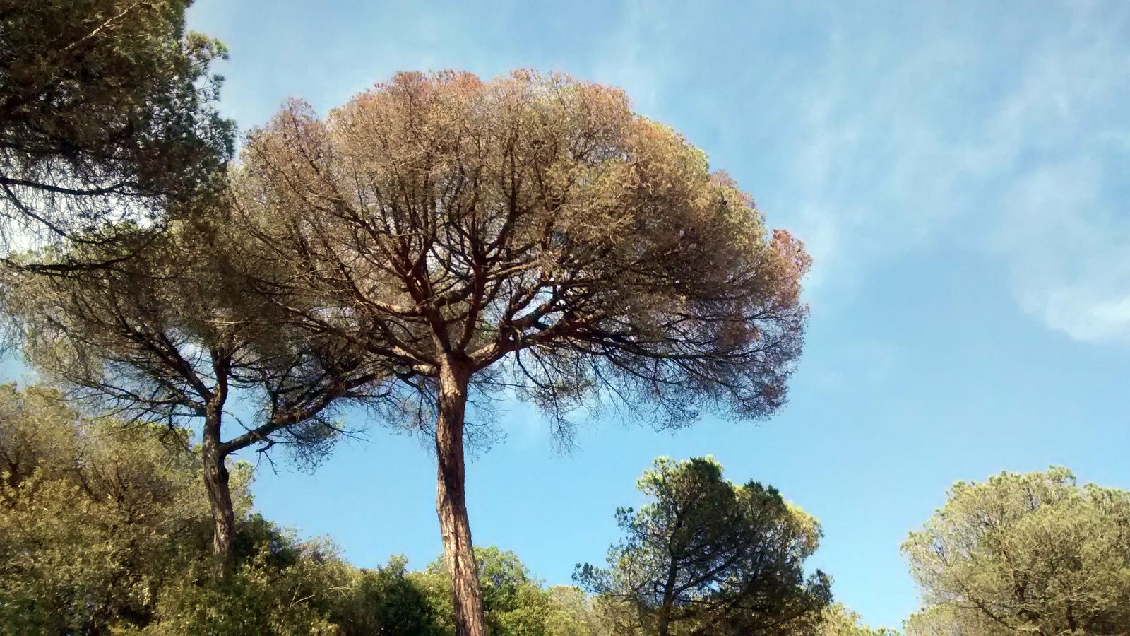 Bosc? Això no és cap bosc. Aquests pins els vaig plantar jo quan vam comprar la casa.