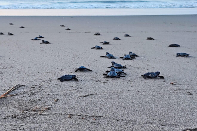 Com més va més tortugues babaues ponen a les platges catalanes: com identificar-ho?