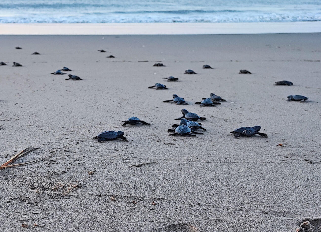 Com més va més tortugues babaues ponen a les platges catalanes: com identificar-ho?