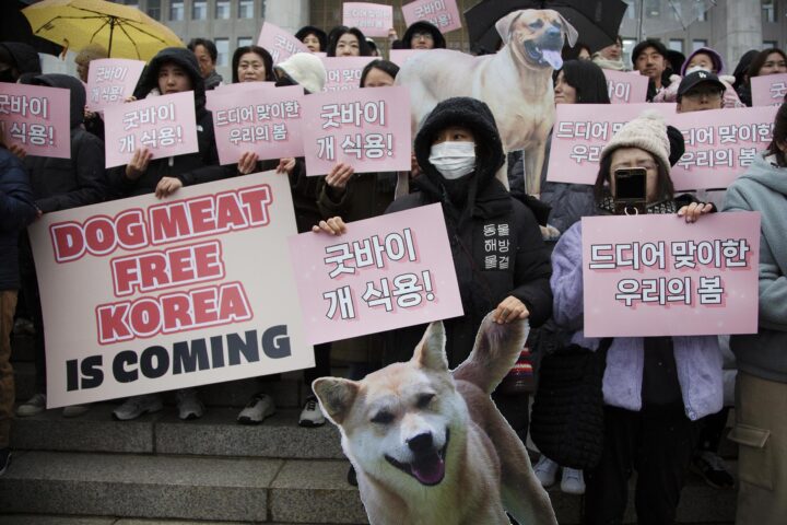 Manifestants celebren l'aprovació de la llei contra el consum de carn de gos davant el parlament sud-coreà a Seül abans-d'ahir (fotografia: Jeon Heon-Kyun/EFE)