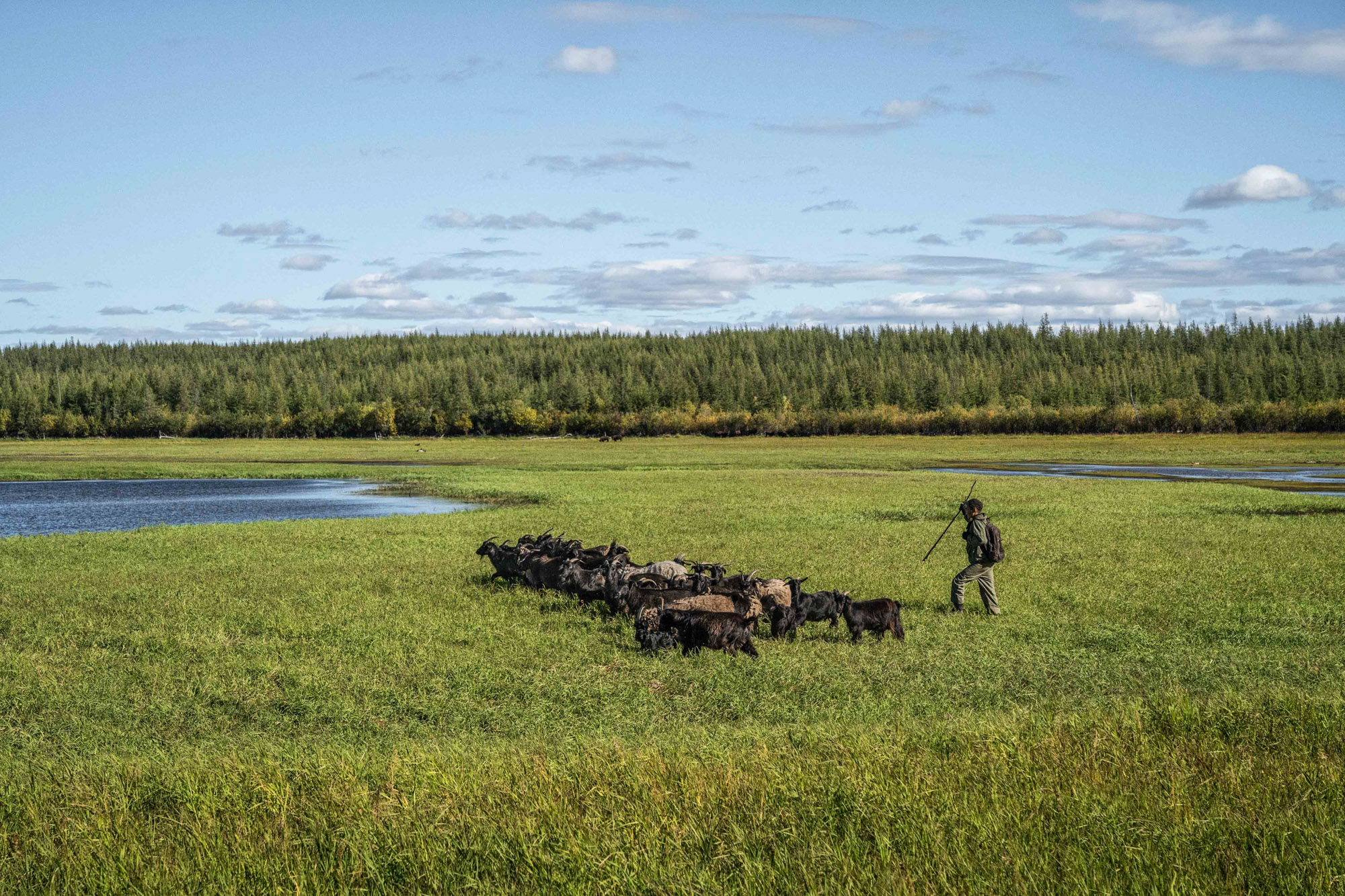 Els científics han introduït grans herbívors al Parc del Plistocè perquè ajudin a evitar que el permagel es fongui.