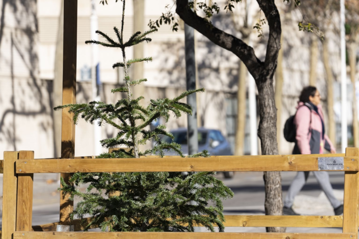 Imatge d'arxiu d'un arbre de Nadal (fotografia: Ajuntament de Barcelona).