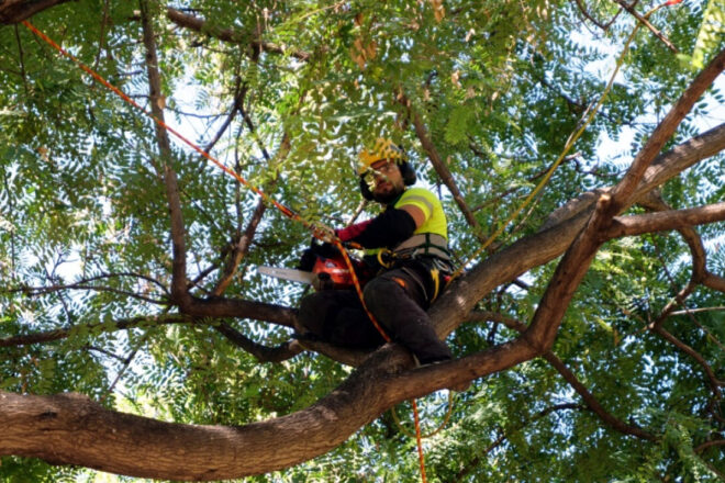 Barcelona podarà 42.545 arbres enguany