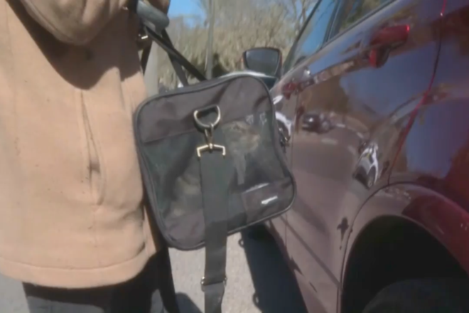 Troben en Coco, un gat supervivent de l’incendi de Campanar