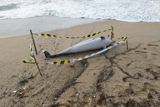 Apareixen dos dofins morts a Badalona i al Masnou en 48 hores