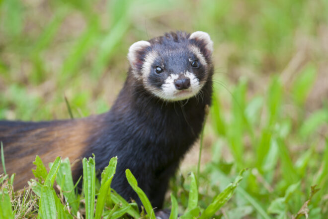 Alliberen a Raimat Natura i a l’Alt Empordà onze exemplars de turó europeu