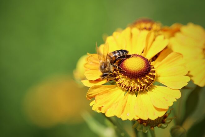 “Serà una primavera dura”: quin efecte té la sequera en l’augment de les al·lèrgies?