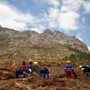 La ciutat sud-africana que fa front al canvi climàtic talant arbres