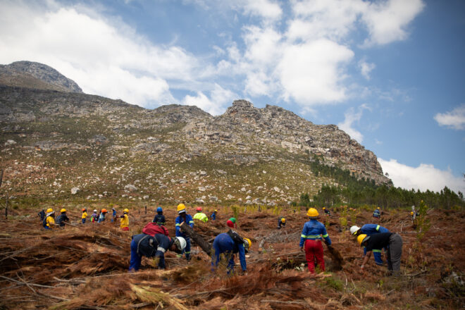 La ciutat sud-africana que fa front al canvi climàtic talant arbres
