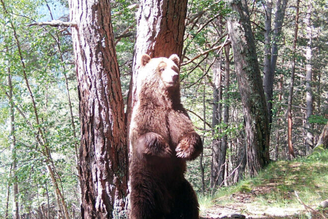 La població d’óssos al Pirineu continua creixent i ja n’hi ha vuitanta-tres