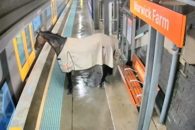 [VÍDEO] Un cavall de curses causa el caos al galop per una estació de tren