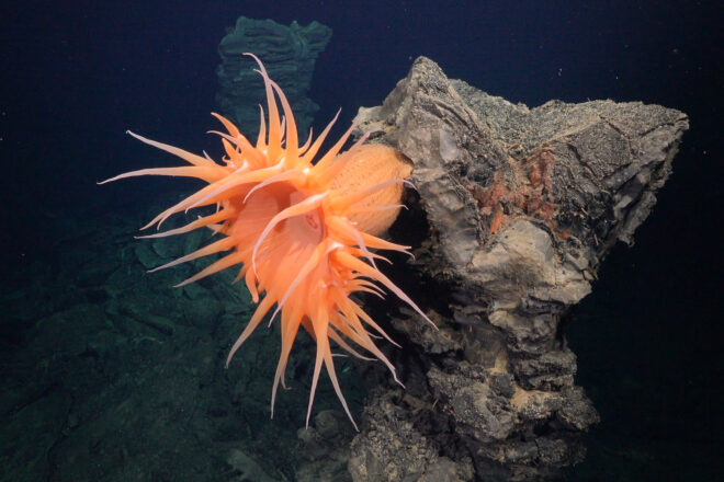 Descobreixen més de cinquanta espècies submarines en una de les zones més inexplorades del planeta