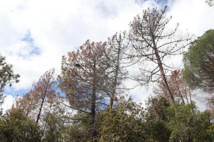 Tres pins morts per la manca d’aigua dels últims anys en un bosc de Brunyola (fotografia: ACN / Aleix Freixas).