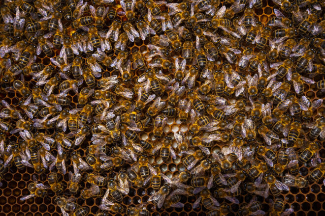 El declivi de les abelles: el 40% de les colònies, en perill de mort
