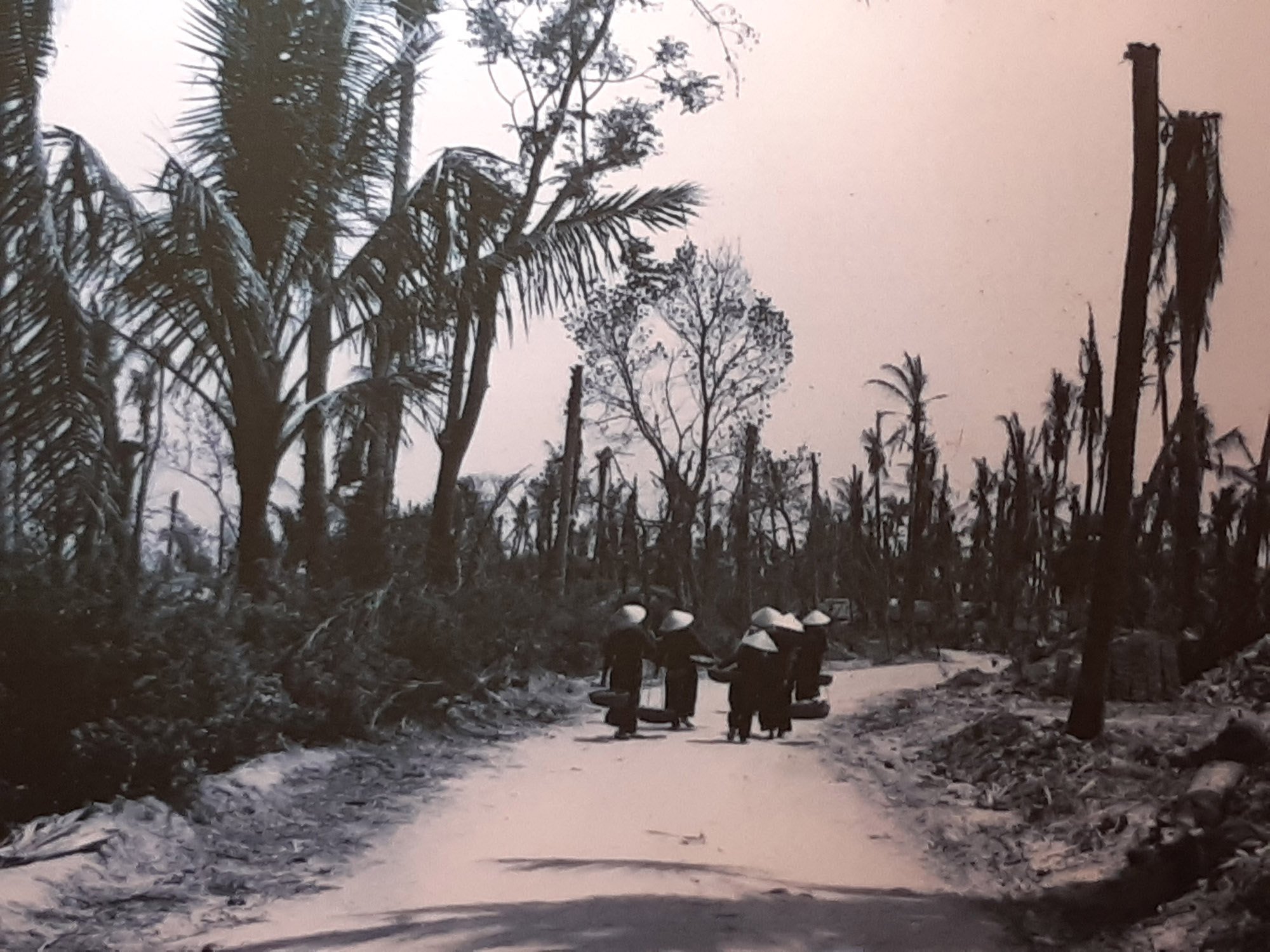 La selva, arrasada per l'agent taronja. Museu de la Guerra a Ciutat Ho Chi Minh (Saigon) (fotografia: Xavier Montanyà).