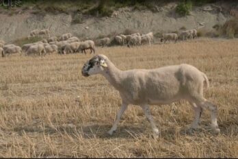 Un ramat d'ovelles de la família Domènech, tres generacions de pastors a la Llacuna.