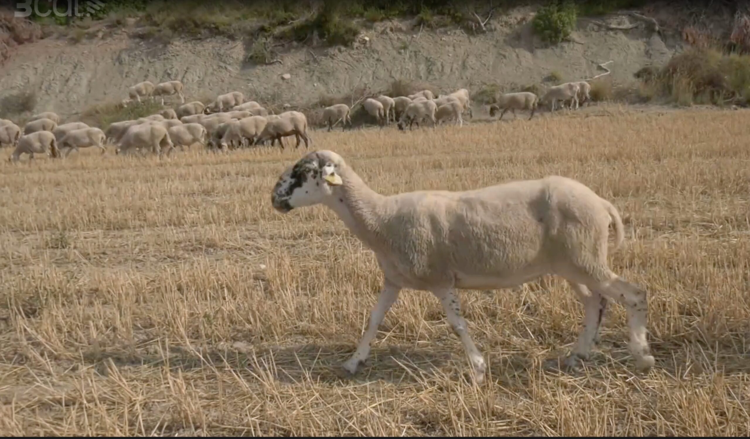 Un ramat d'ovelles de la família Domènech, tres generacions de pastors a la Llacuna.