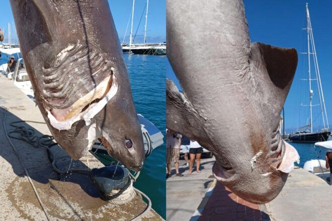 Troben a Altea un exemplar del tauró més gran de la Mediterrània