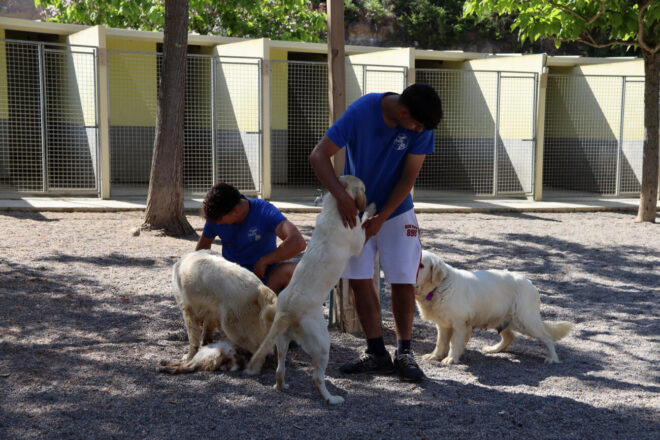 Castellolí ofereix un servei gratuït de residència canina per Sant Joan: “Volem evitar l’angoixa dels gossos”