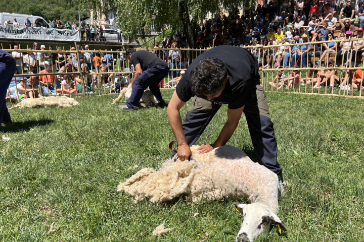 Sort rememora l'ofici ancestral de xollar ovelles amb tisores