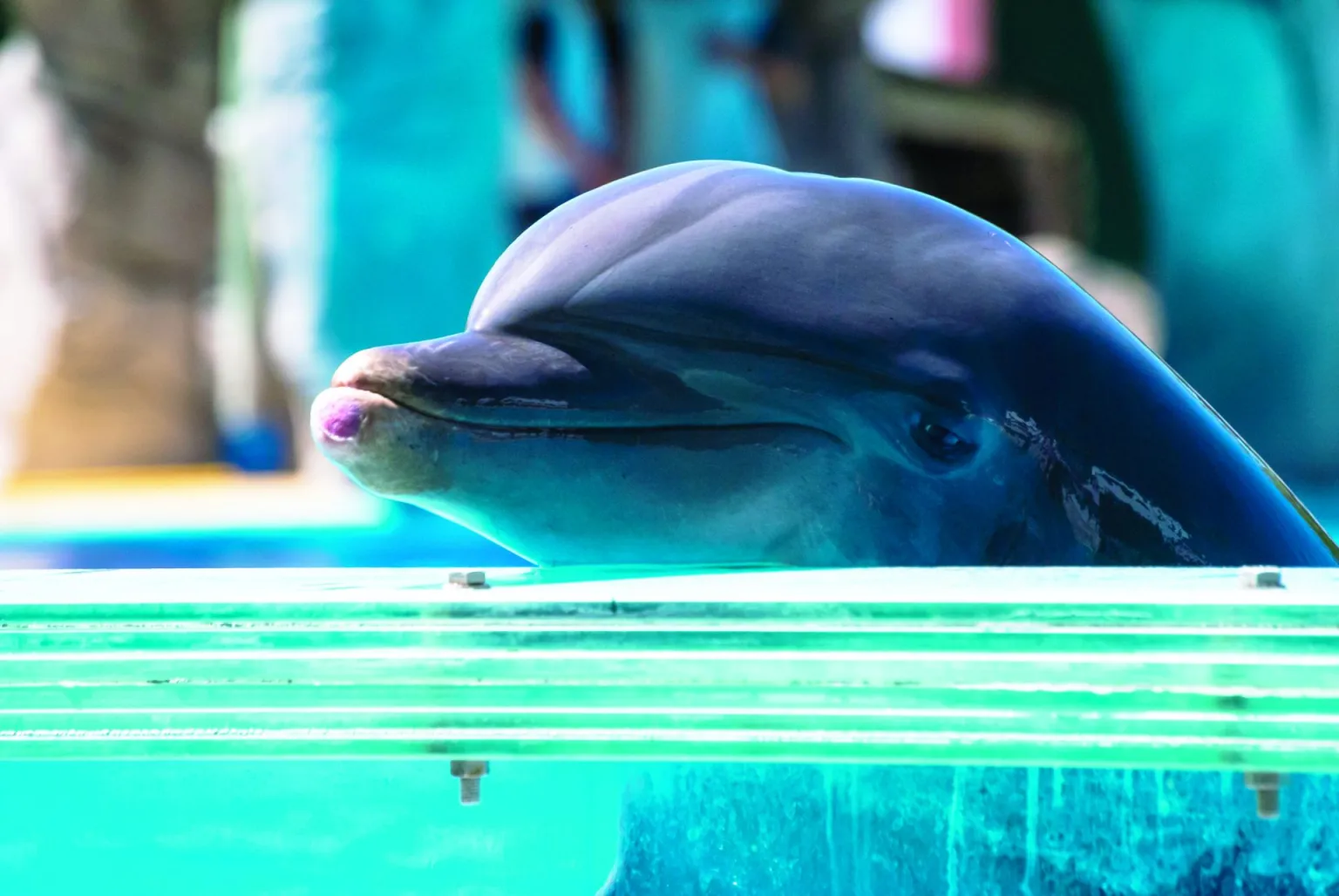 Imatge d'arxiu d'un dofí en captivitat (fotografia: Olivia Mandle, cedida a EFE).