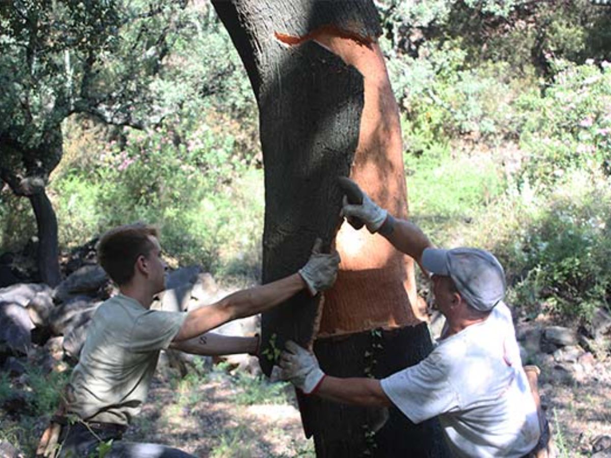 Imatge cedida per Espadán Corks.