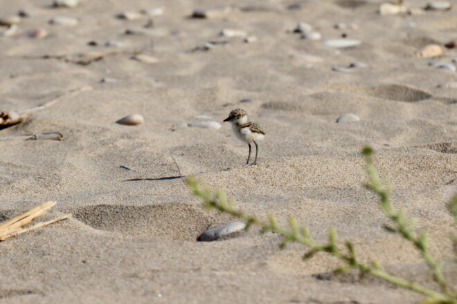 Neixen sis pollets de corriol camanegre, una espècie protegida i amenaçada, a la platja de Tamarit