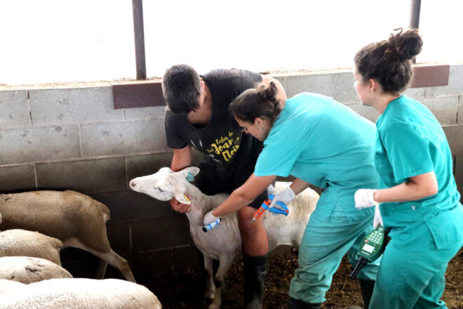 Arrenca la campanya de vaccinació de bestiar oví i boví per a frenar l’expansió de la llengua blava