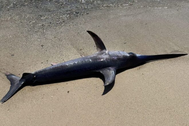 L’aparició d’un peix espasa de dos metres obliga a tancar al bany una platja de Cambrils