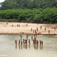 Una tribu amazònica no contactada emergeix de la selva arran de l’avenç dels taladors