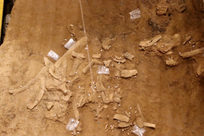 Descobreixen restes insòlites de rinoceronts, cavalls i óssos a la Cova de les Teixoneres de Moià