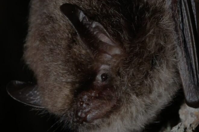 Un equip d’investigadors troben una nova espècie de ratpenat al Parc Natural del Cadí-Moixeró