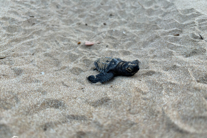 Neixen una cinquantena de tortugues careta a la platja de la Savinosa de Tarragona