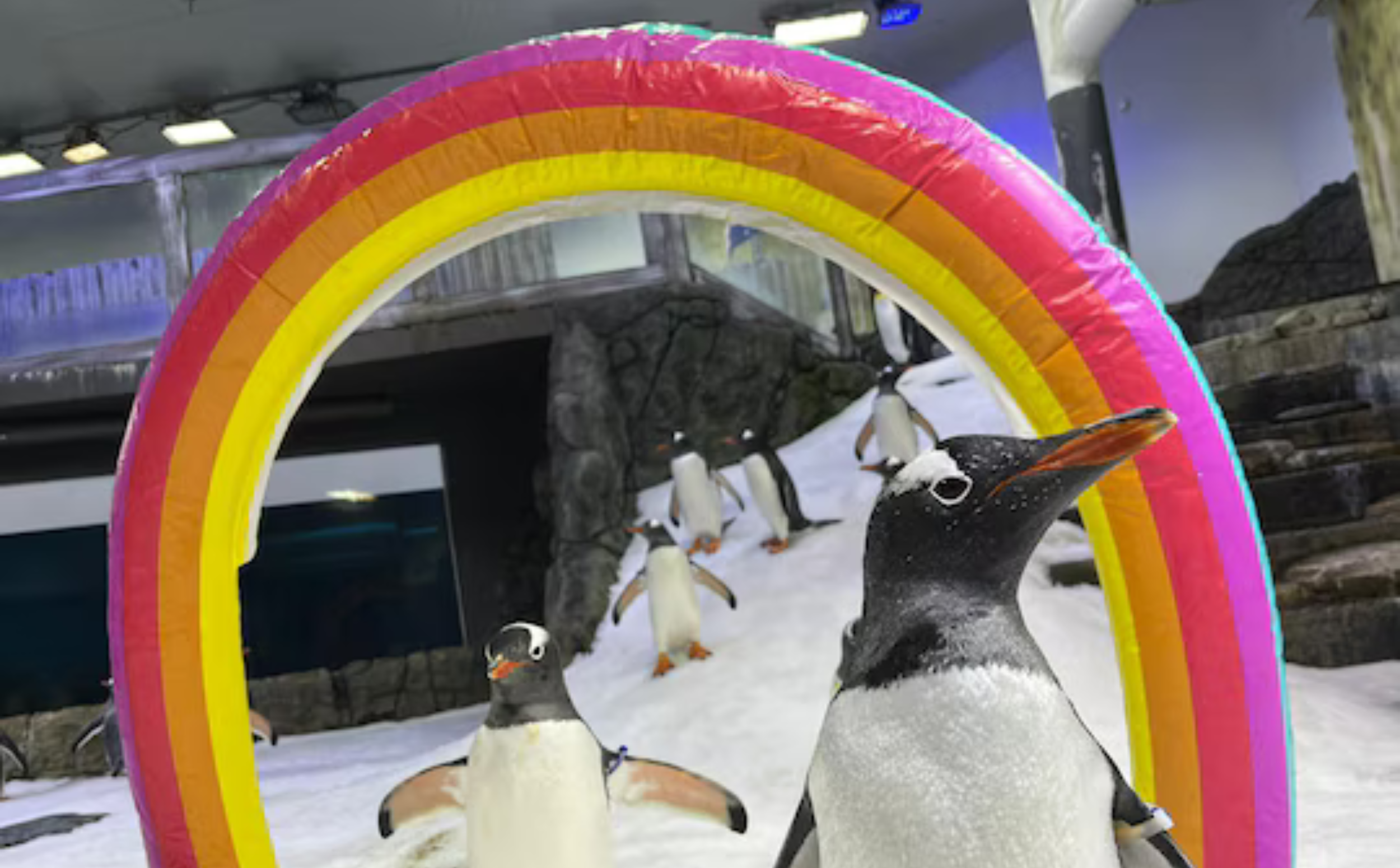 L'Sphen (dreta) i en Magic (esquerra), a l'aquari de Sydney (fotografia: Sea Life Sydney Aquarium).