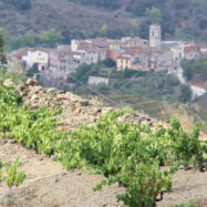 Vi de Poble, un indicador que pren força entre les denominacions d’origen