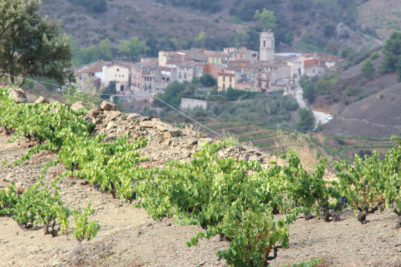 Vinyes de Porrera a la DOQ Priorat.