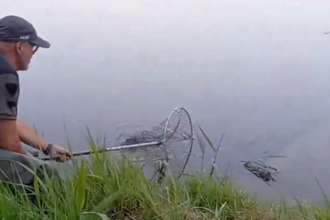 [VÍDEO] Capturen un caiman al riu Besòs, a l’altura de Santa Coloma de Gramenet