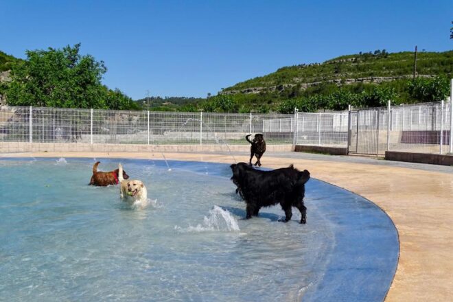 Piscina, suites i pistes de jocs: els gossos també poden allotjar-se en hotels de luxe