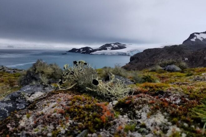 L’Antàrtida, un continent com més va menys blanc: en cartografien 45 km2 de vegetació