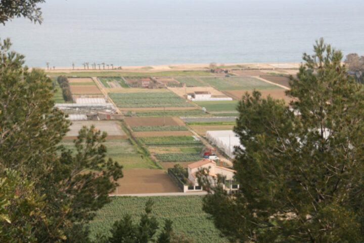 Imatge de l'espai agrari amenaçat del Pla de Balasc, a Santa Susanna (Alt Maresme).