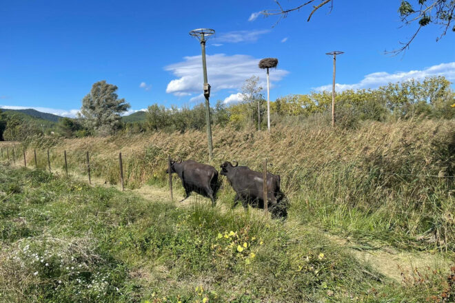 El Consorci de l’Estany reprèn la prova de gestió dels aiguamolls amb la pastura de sis búfales