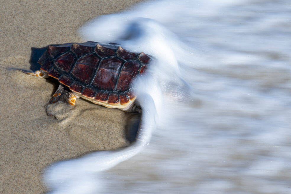 Conservació de tortugues