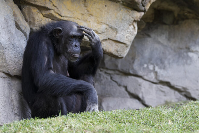 Un ximpanzé del Bioparc València deixa el cos de la seva cria morta i acaba el dol de set mesos